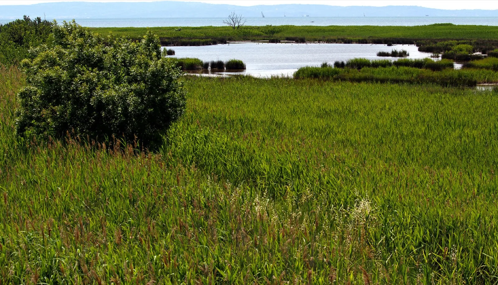 Riserva Isola della Cona