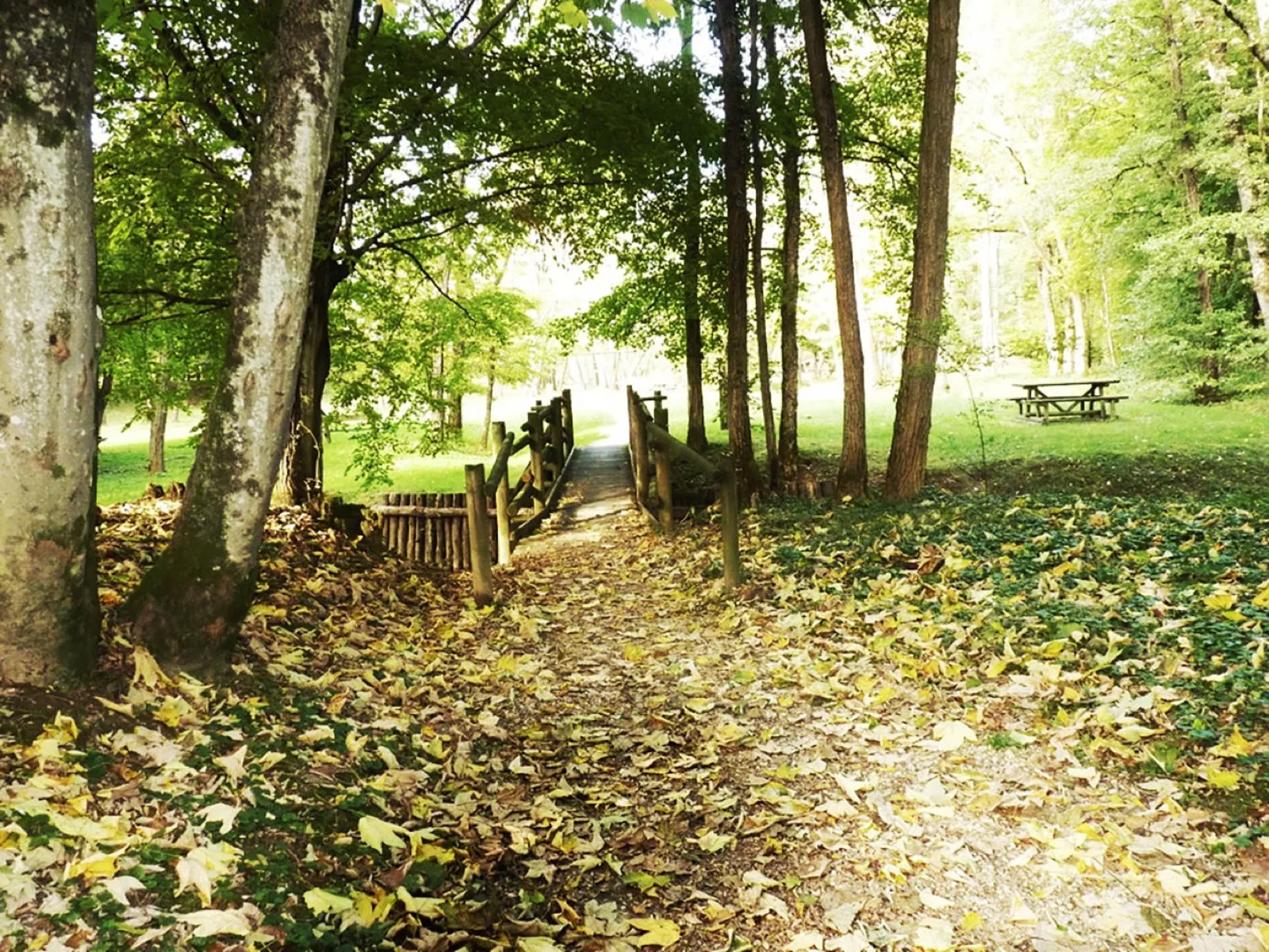 Bosco di Plessiva